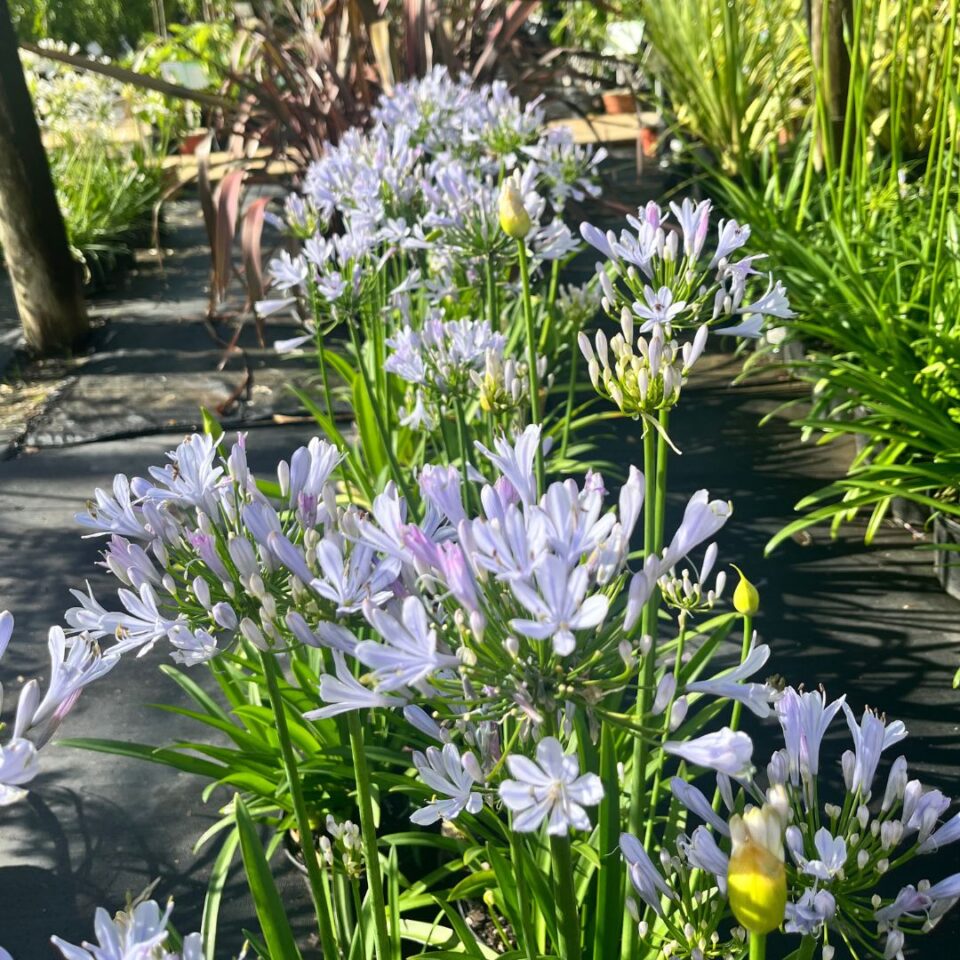 tulbagh-nursery-agapanthus-barley-blue