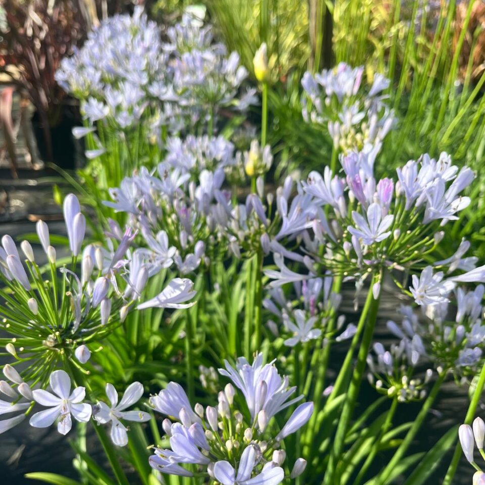 tulbagh-nursery-agapanthus-barley-blue