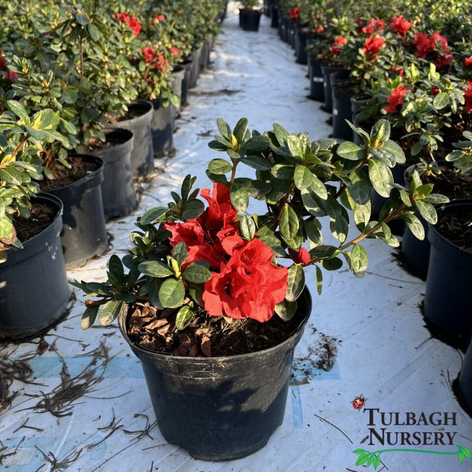 tulbagh-nursery-azalea-flambeau