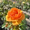 tulbagh-nursery-johannesburg-sun-hybrid-tea-rose
