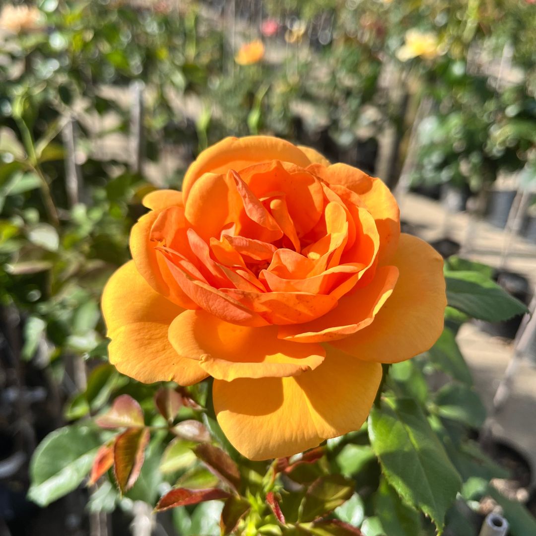 tulbagh-nursery-johannesburg-sun-hybrid-tea-rose