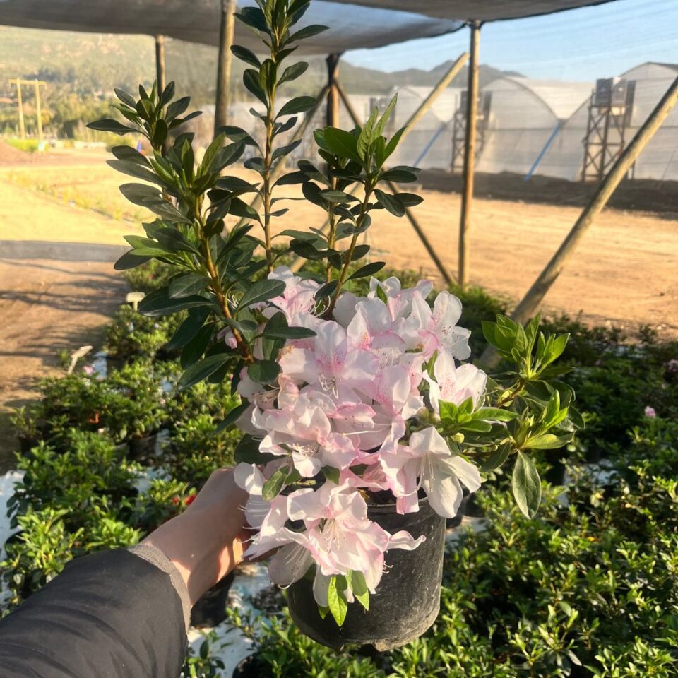 tulbagh-nursery-azalea-blusing-pink