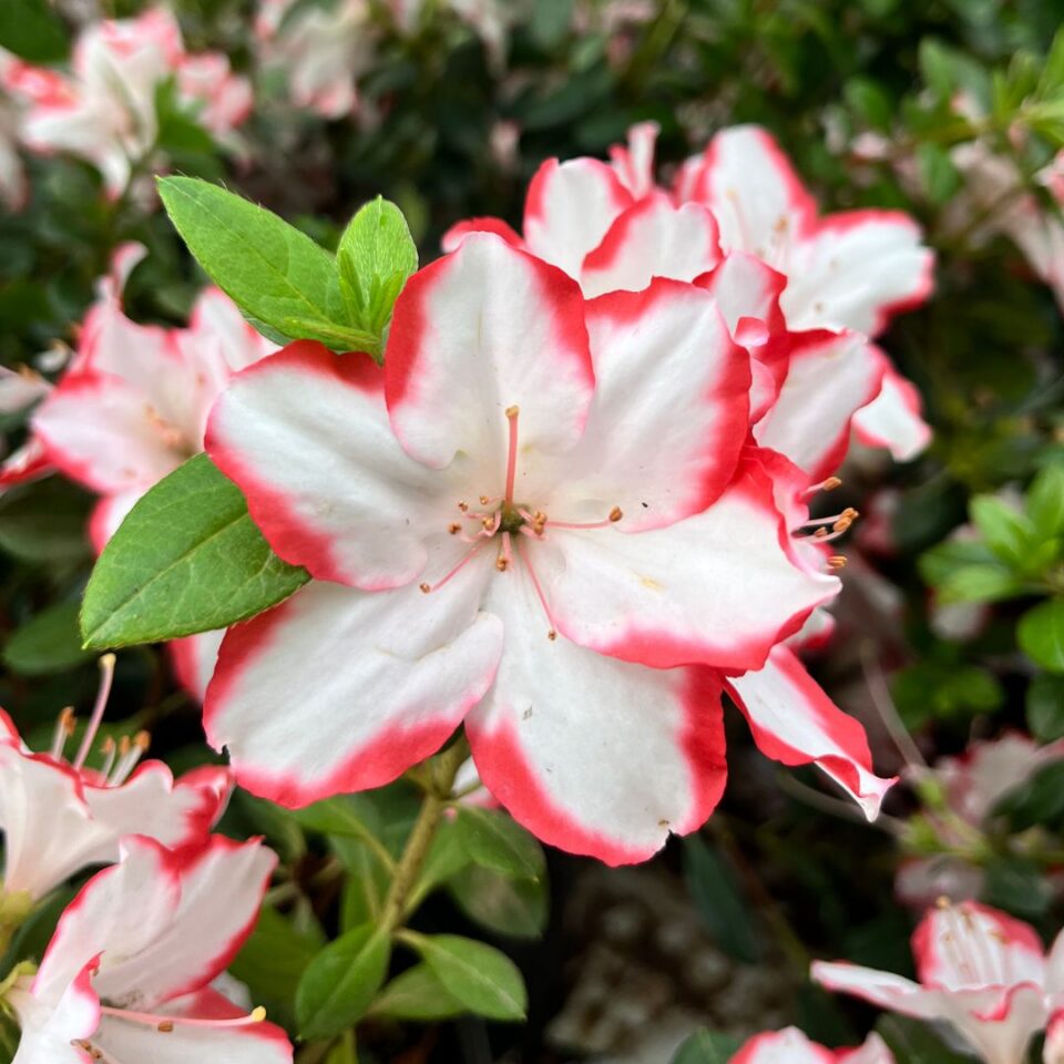 AZALEA Candy Stripe - Image 5