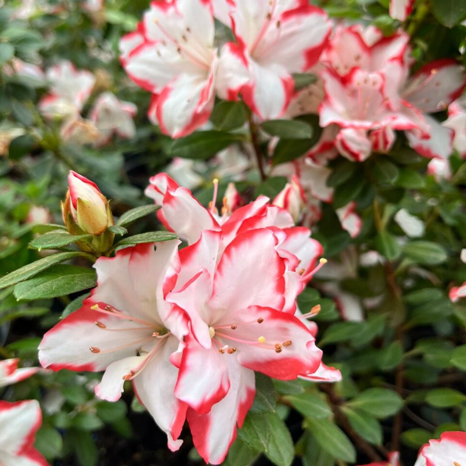 AZALEA Candy Stripe - Image 4