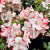 tulbagh-nursery-azalea-candy-stripe