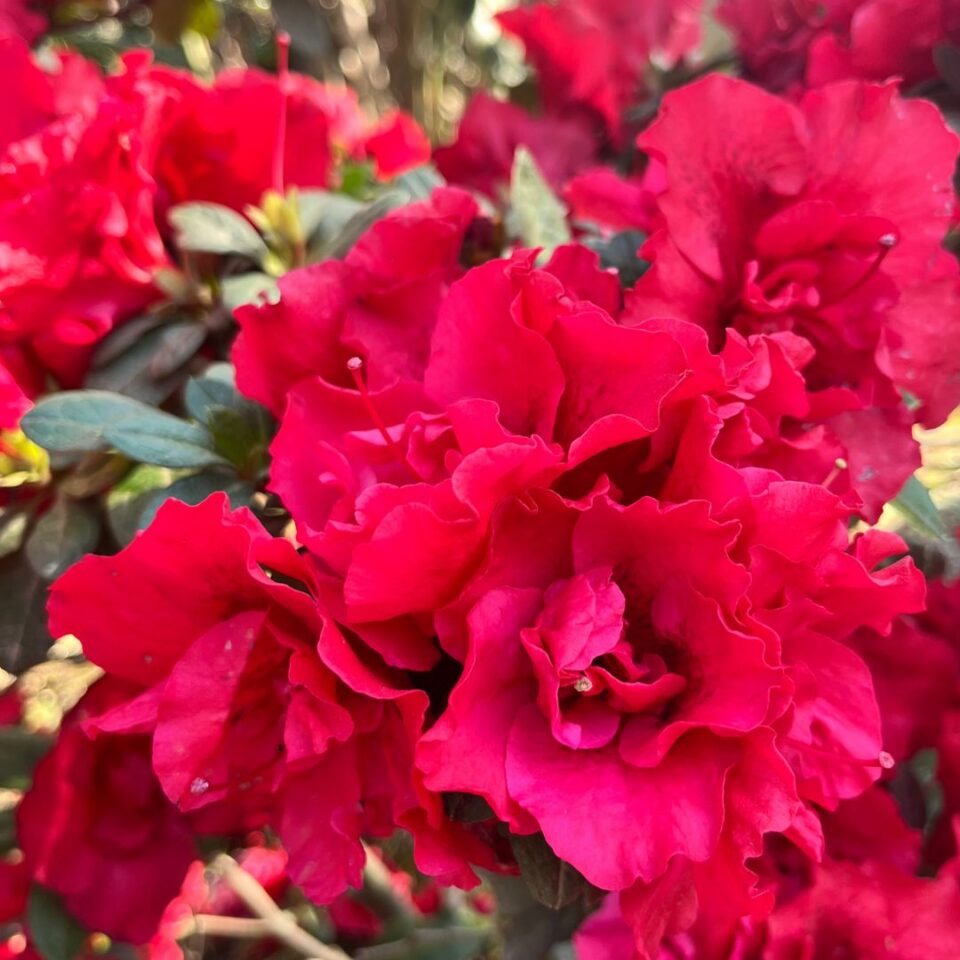 AZALEA Claude Goyet