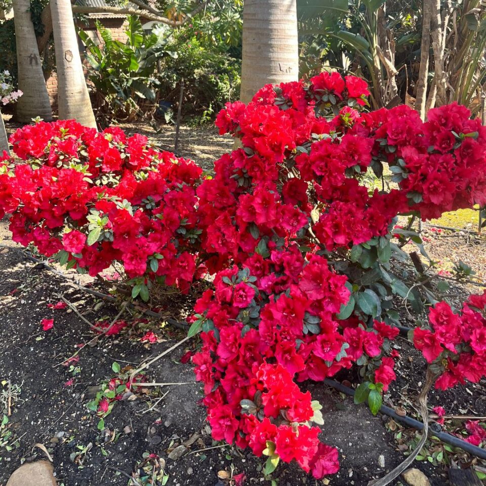 tulbagh-nursery-azalea-claude-goyet