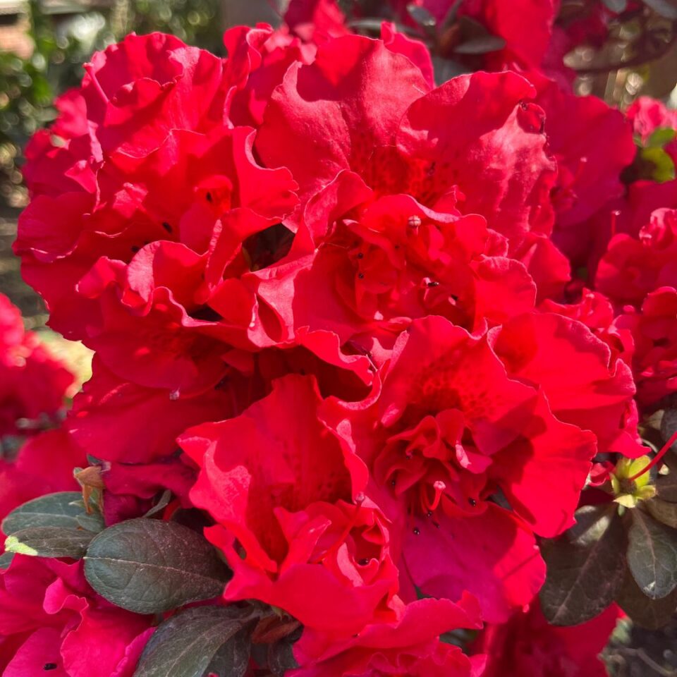 tulbagh-nursery-azalea-claude-goyet