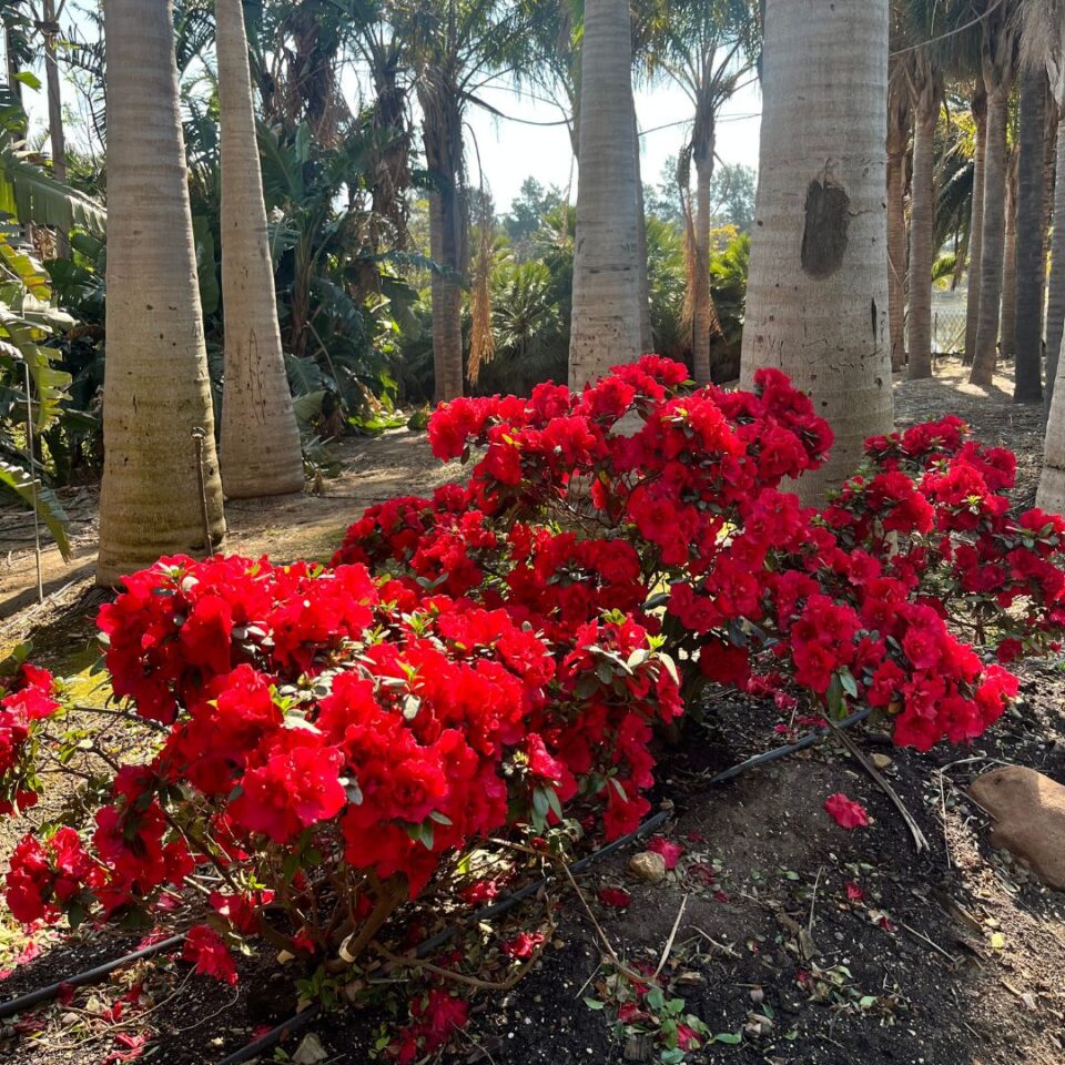 tulbagh-nursery-azalea-claude-goyet
