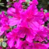 tulbagh-nursery-azalea-magenta