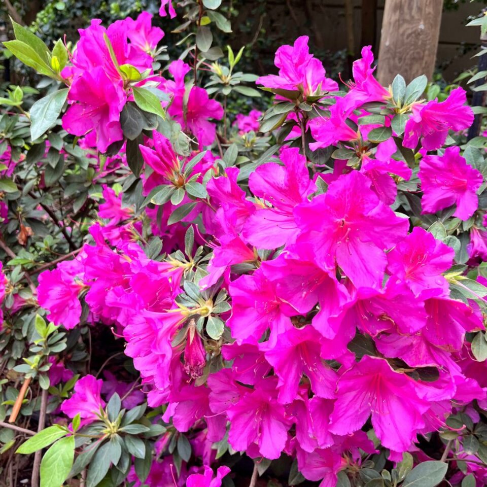 tulbagh-nursery-azalea-magenta