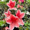 tulbagh-nursery-azalea-mrs-kint