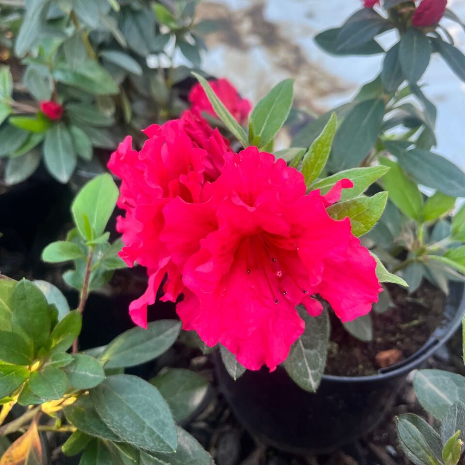 tulbagh-nursery-azalea-red-wings