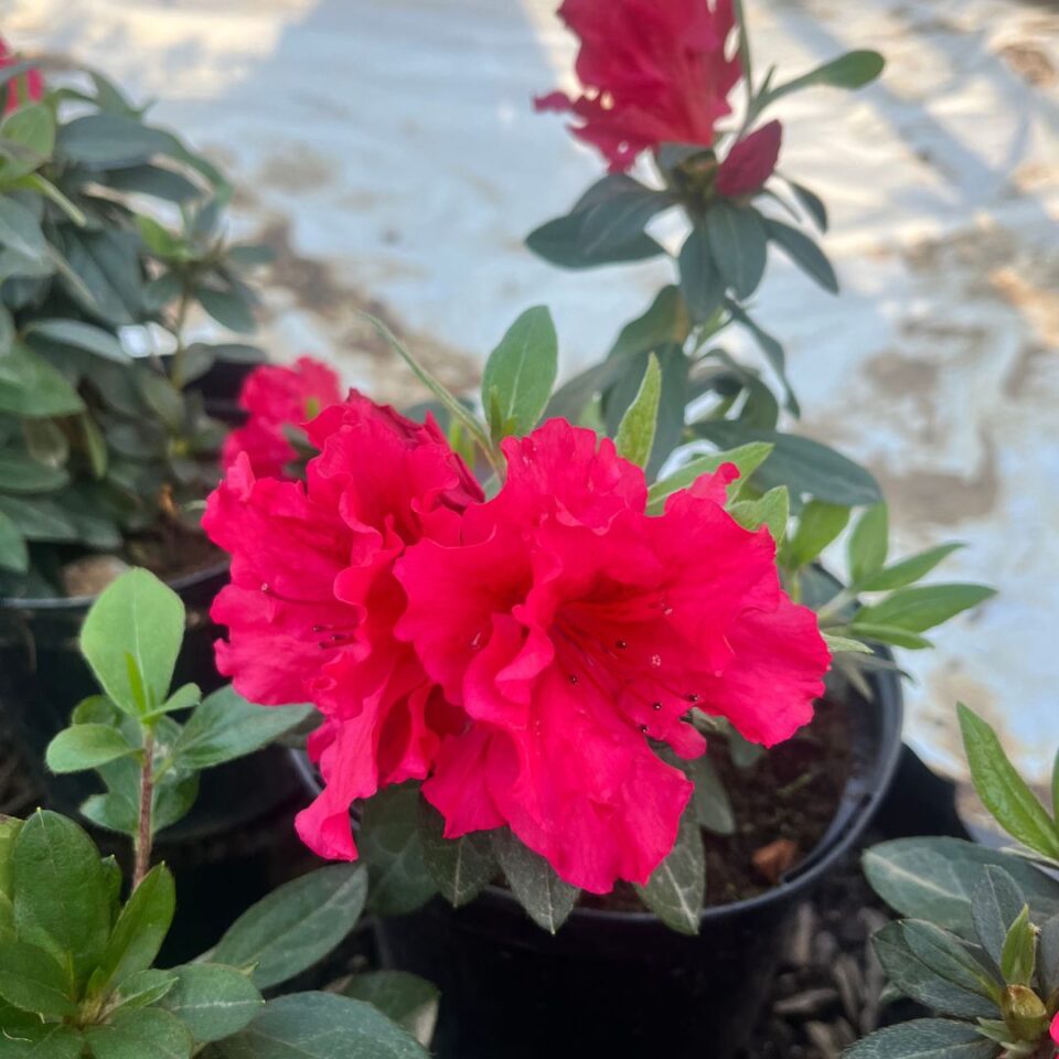 tulbagh-nursery-azalea-red-wings