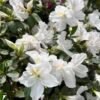 tulbagh-nursery-azalea-white-lady