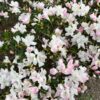 tulbagh-nursery-azalea-blushing-pink