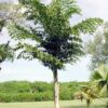 tulbagh-nursery-fishtail-palm