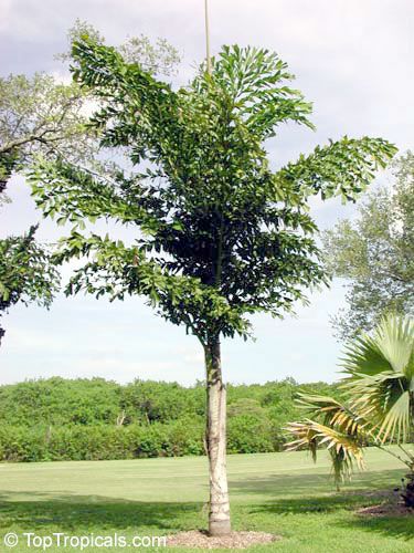 tulbagh-nursery-fishtail-palm