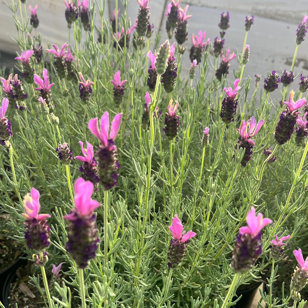 tulbagh-nursery-lavender-stoechas-pink