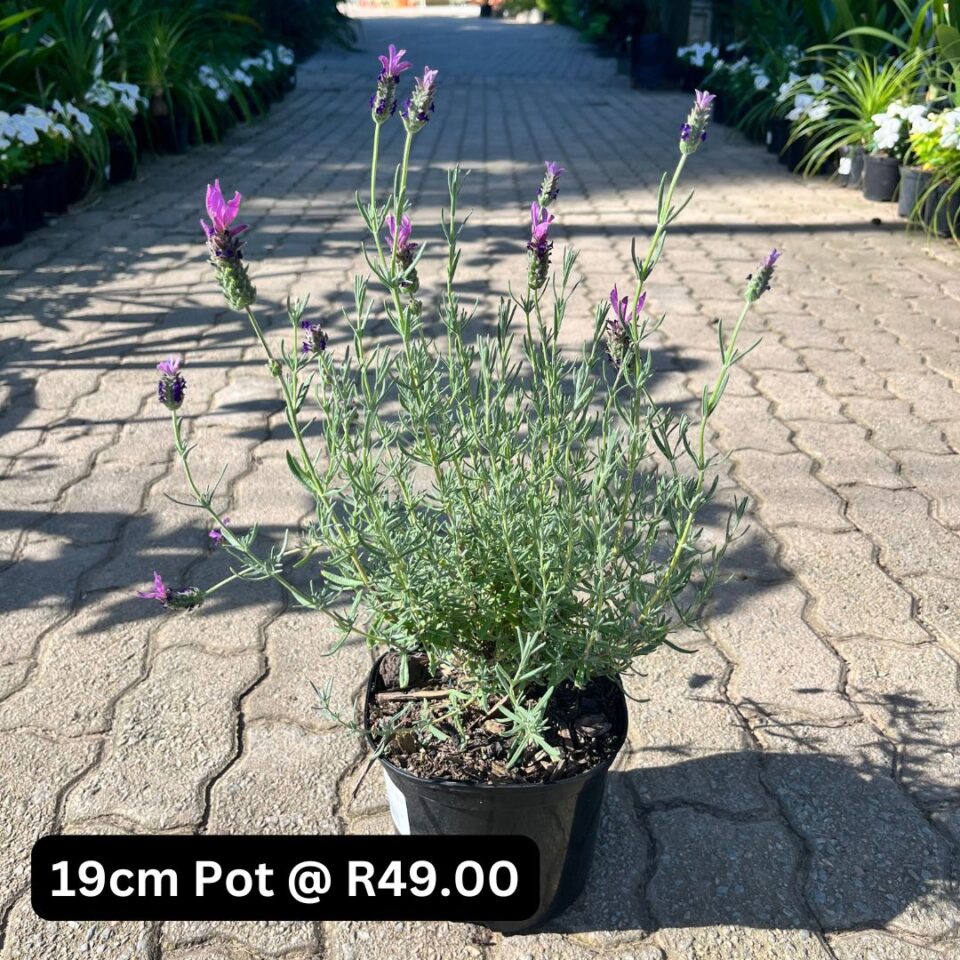 tulbagh-nursery-lavender-stoechas-pink