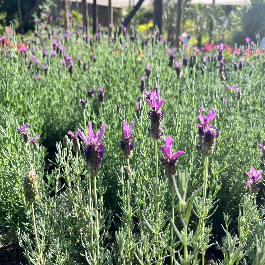 tulbagh-nursery-lavender-stoechas-pink
