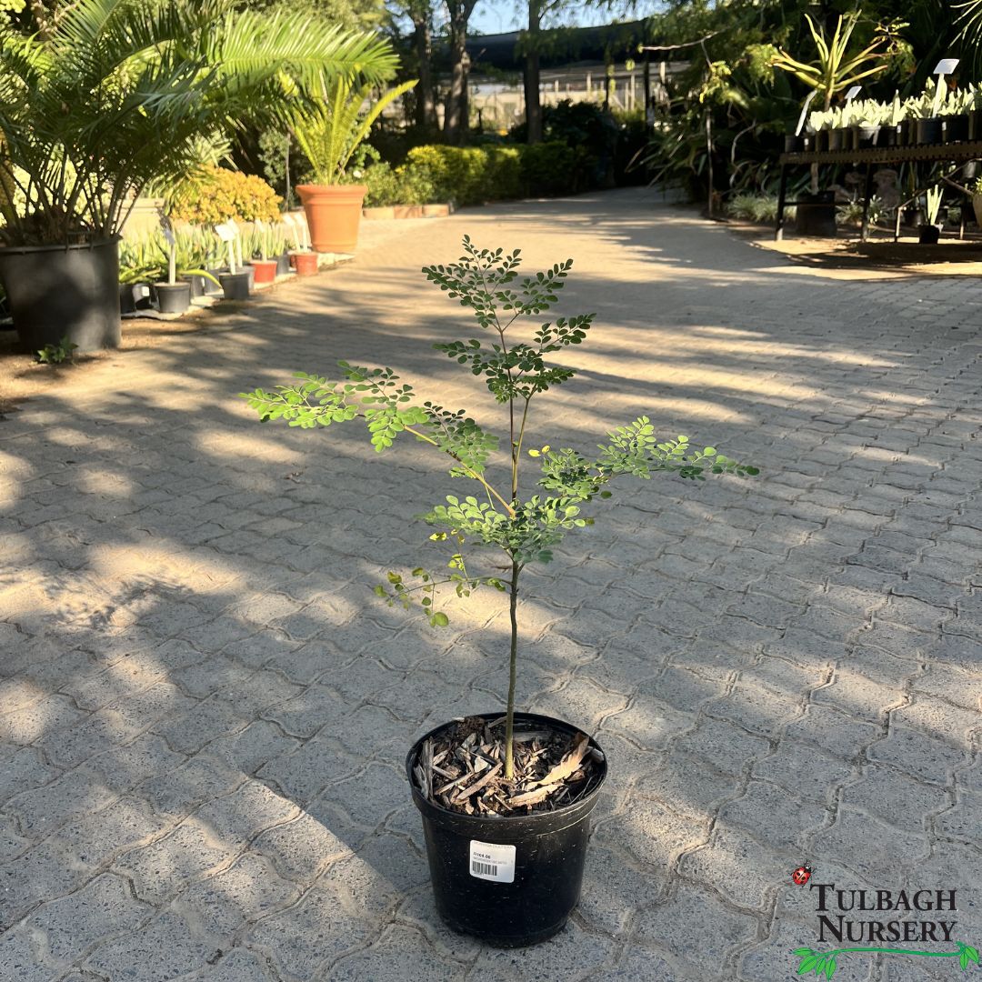 tulbagh-nursery-moringa