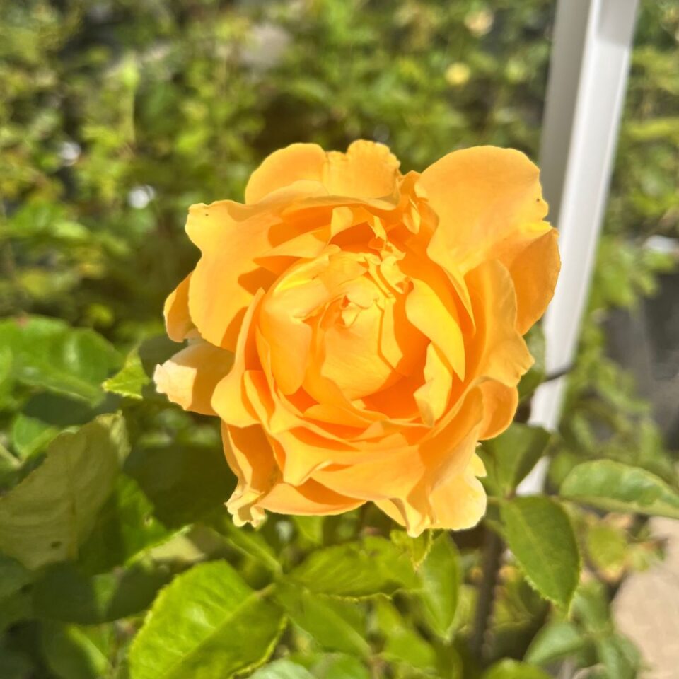 tulbagh-nursery-pretty-yende-hybrid-tea-rose