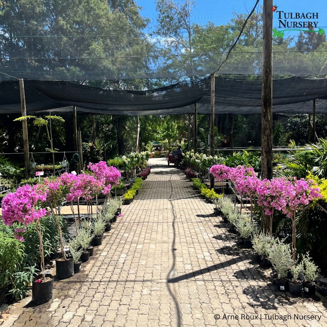 tulbagh-nursery-vera-light-purple-lollipop