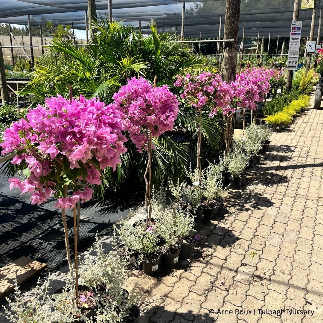 tulbagh-nursery-vera-light-purple-lollipop