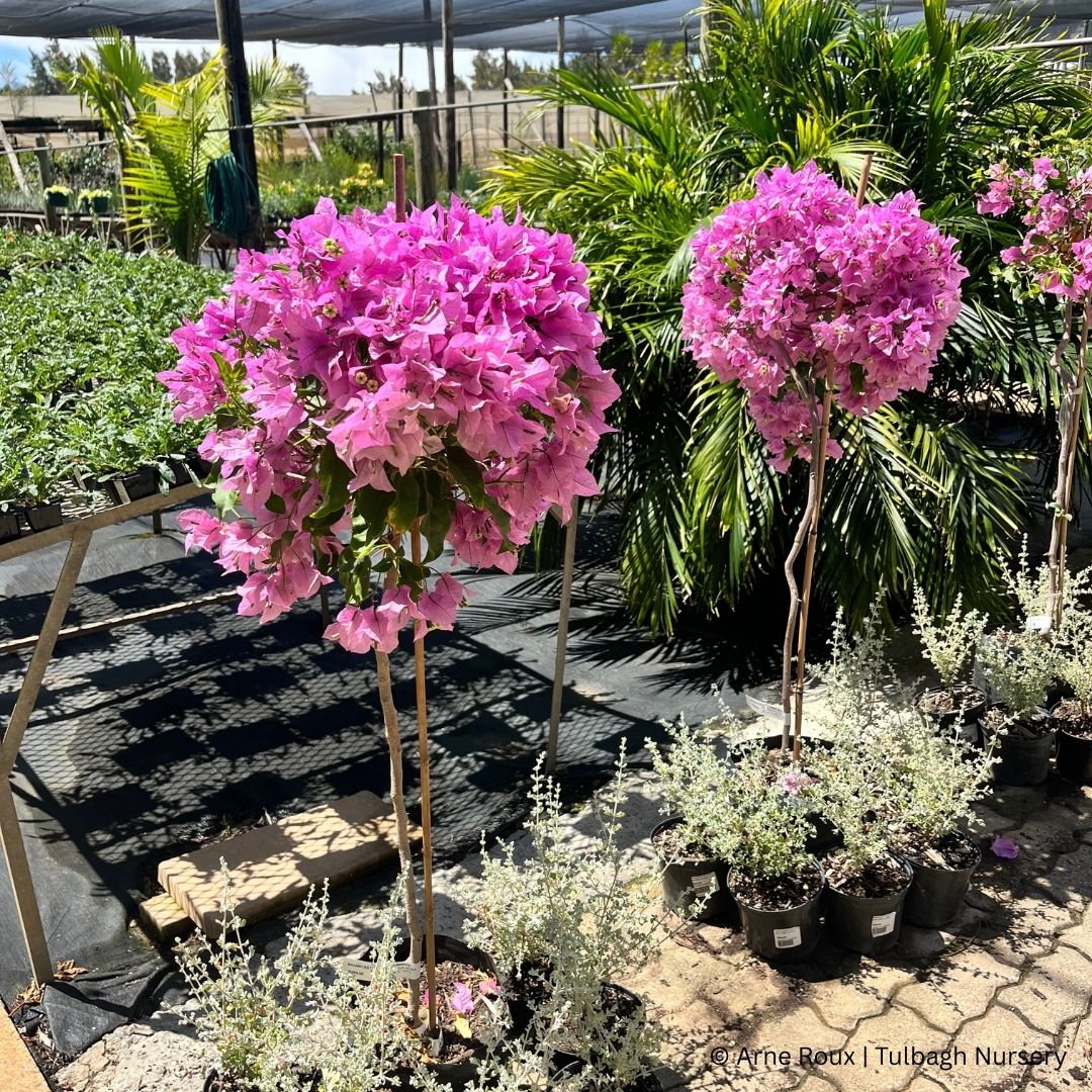 tulbagh-nursery-vera-light-purple-lollipop