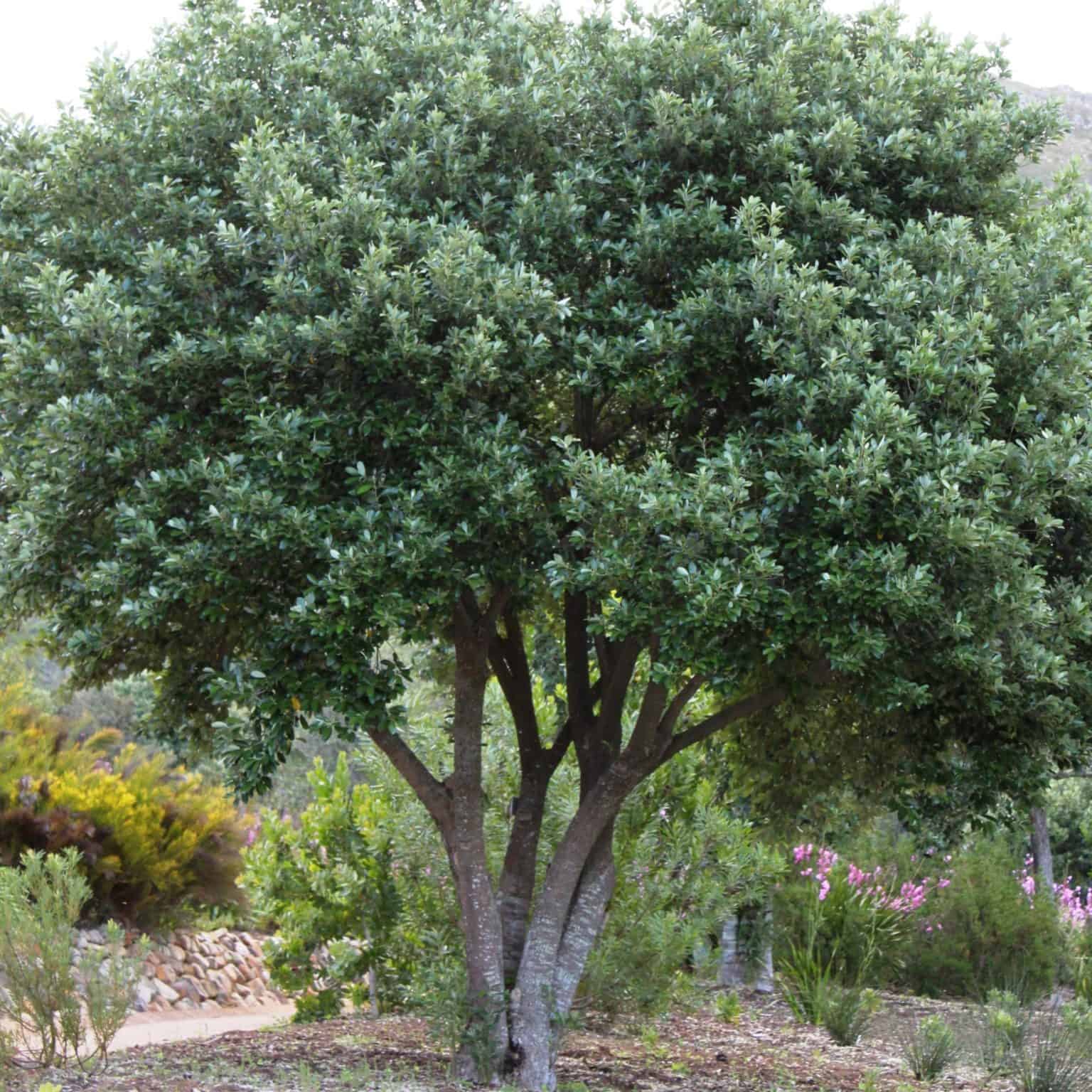 ACACIA XANTHOPHLOEA - Fever Tree - Tulbagh Tree & Plant Nursery