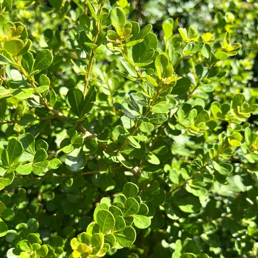 tulbagh-nursery-rhus-crenata