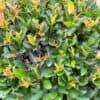 tulbagh-nursery-syzium-paniculatum