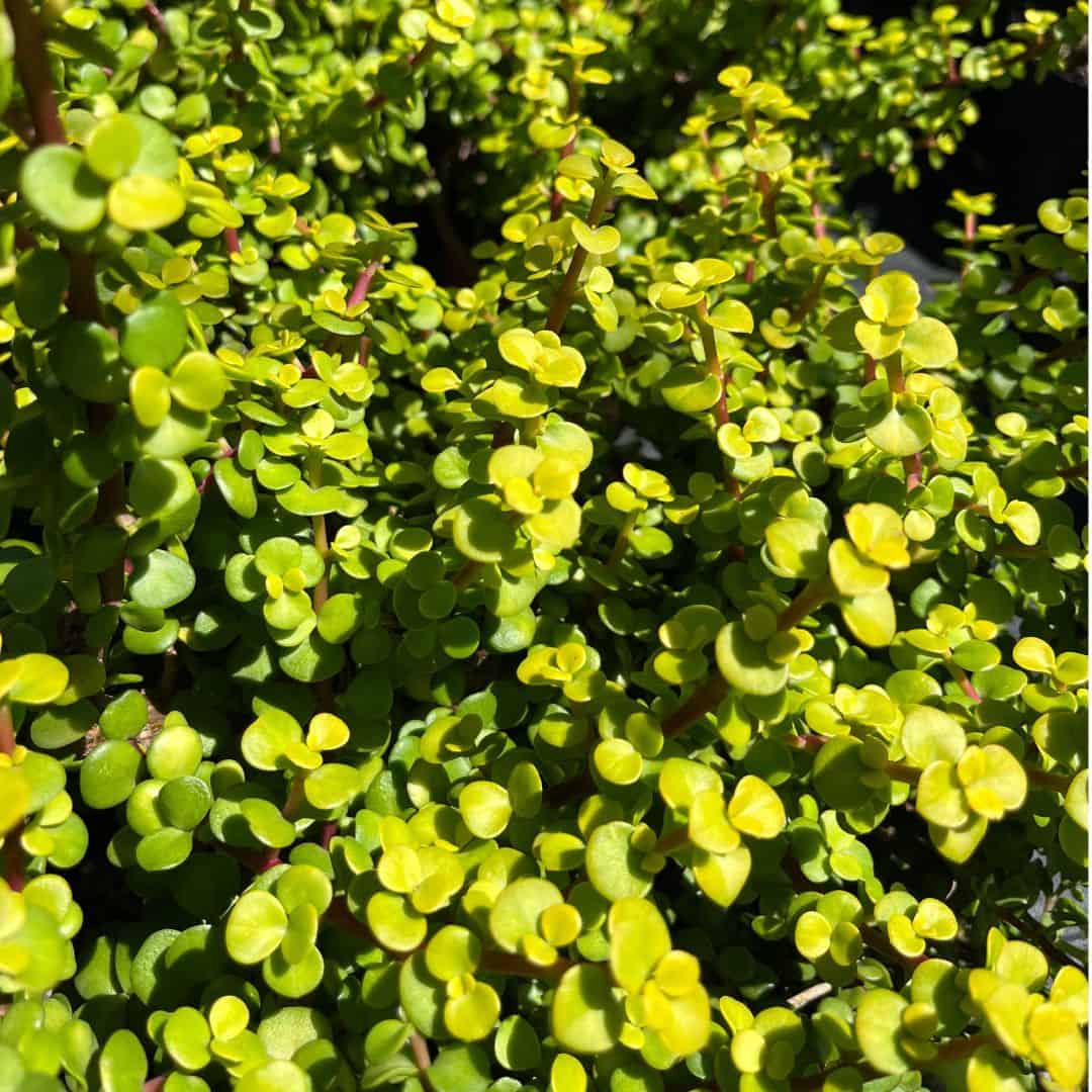 tulbagh-nursery-portulacaria-afra-upright-yellow-leaf-spekboom
