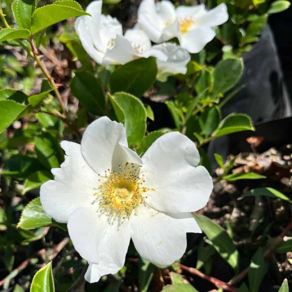 tulbagh-nursery-rosa-laevigata