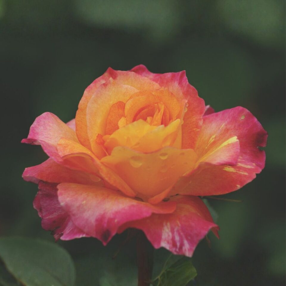 tulbagh-nursery-children's-rose-floribunda-rose
