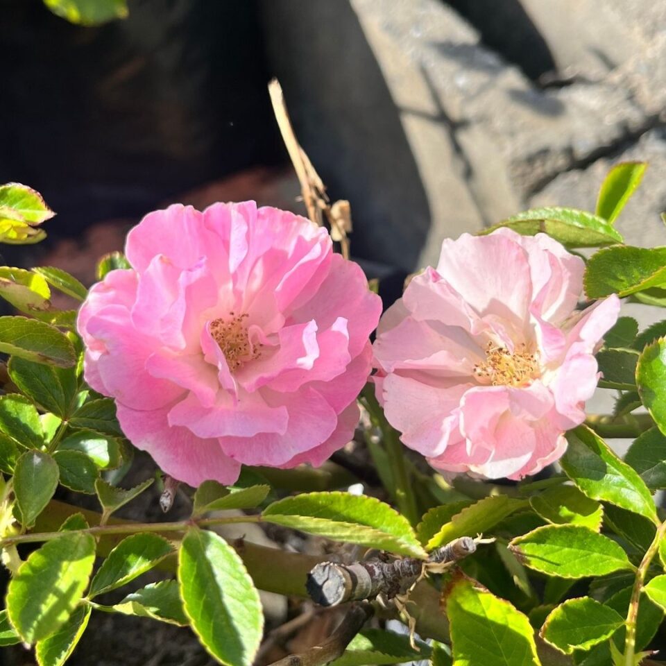 tulbagh-nursery-tausendschon-heritage-rose