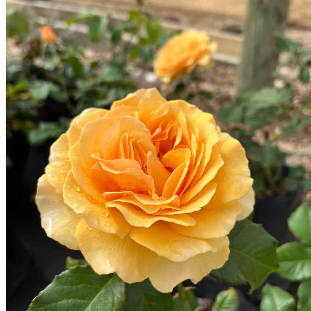 tulbagh-nursery-amber-queen-floribunda