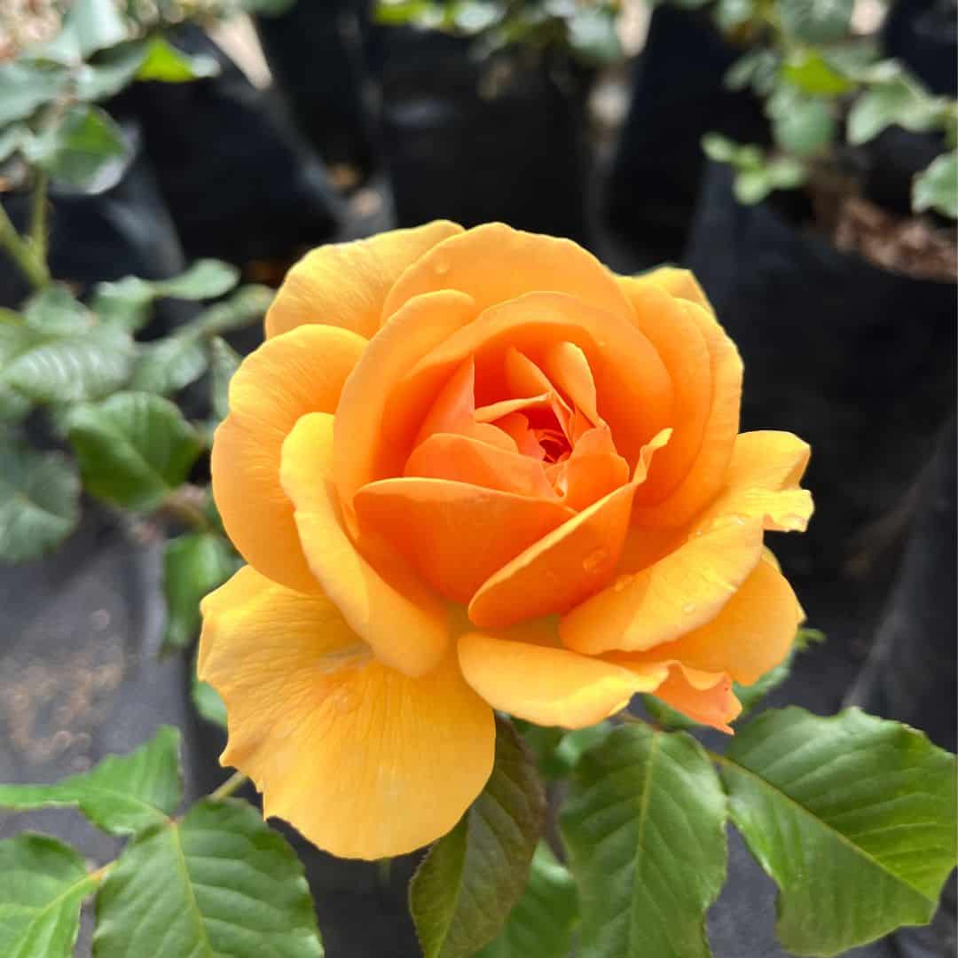 tulbagh-nursery-amber-queen-floribunda