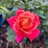tulbagh-nursery-anita-charles-miniature-rose