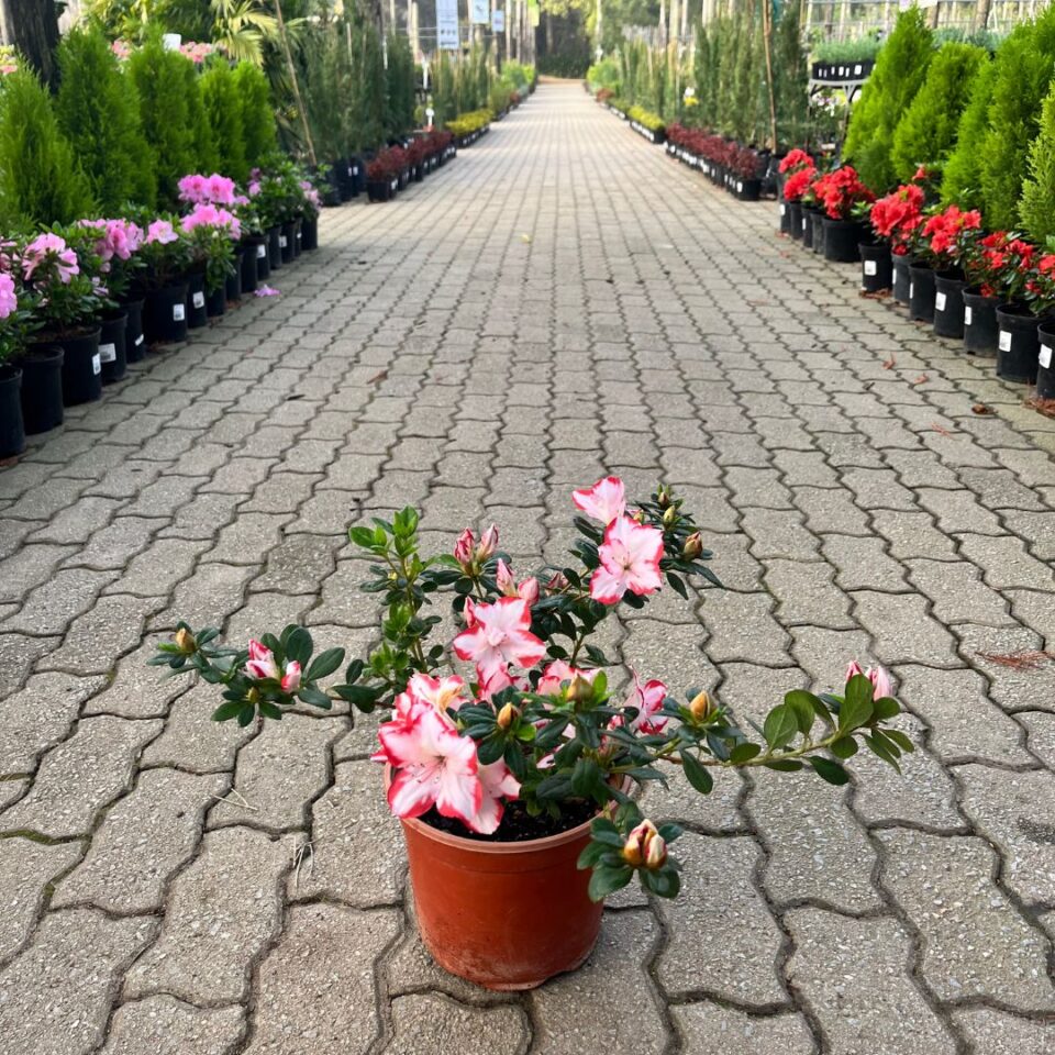 tulbagh-nursery-azalea-candy-stripe
