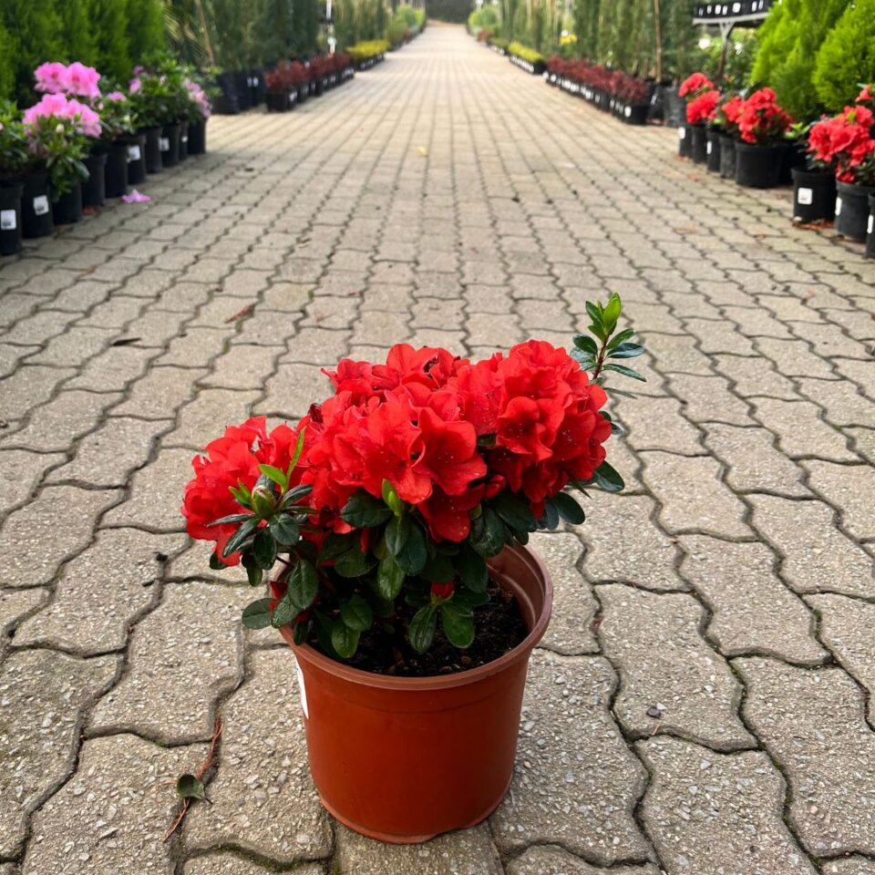 tulbagh-nursery-azalea-flambeau
