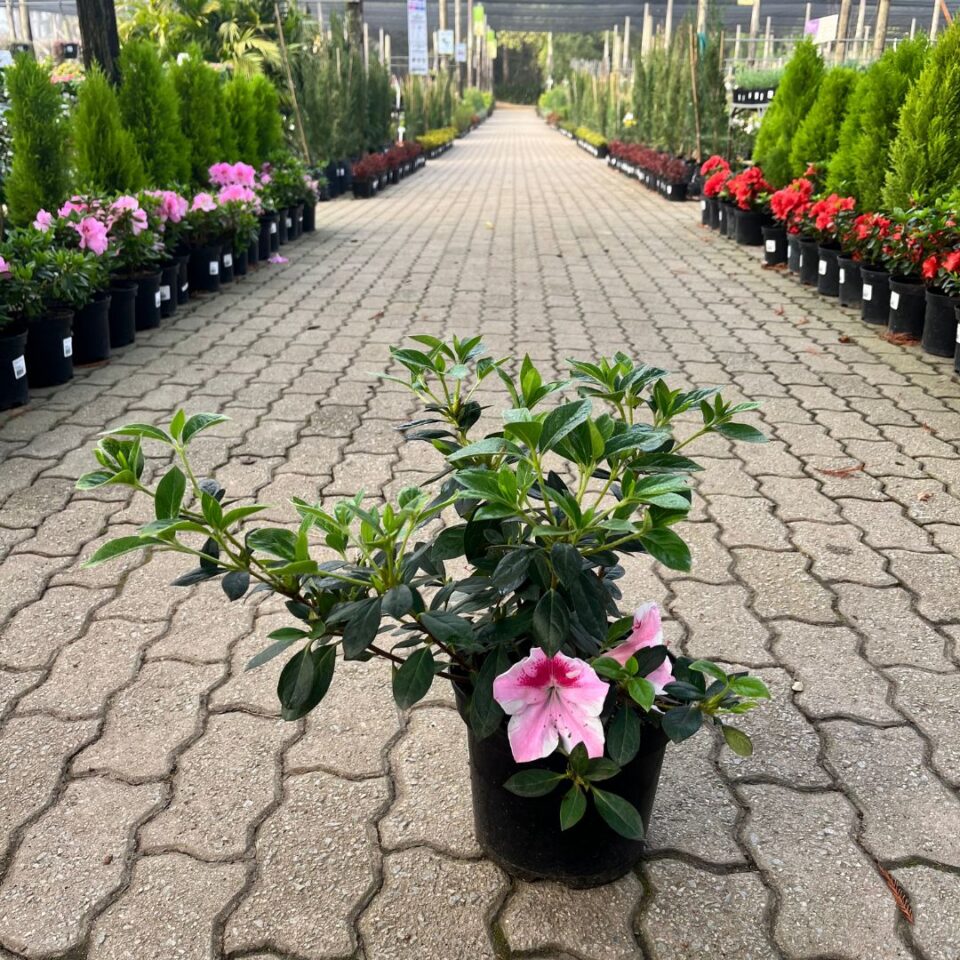 tulbagh-nursery-azalea-nuccios-carnival