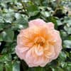 tulbagh-nursery-crystal-palace-floribunda