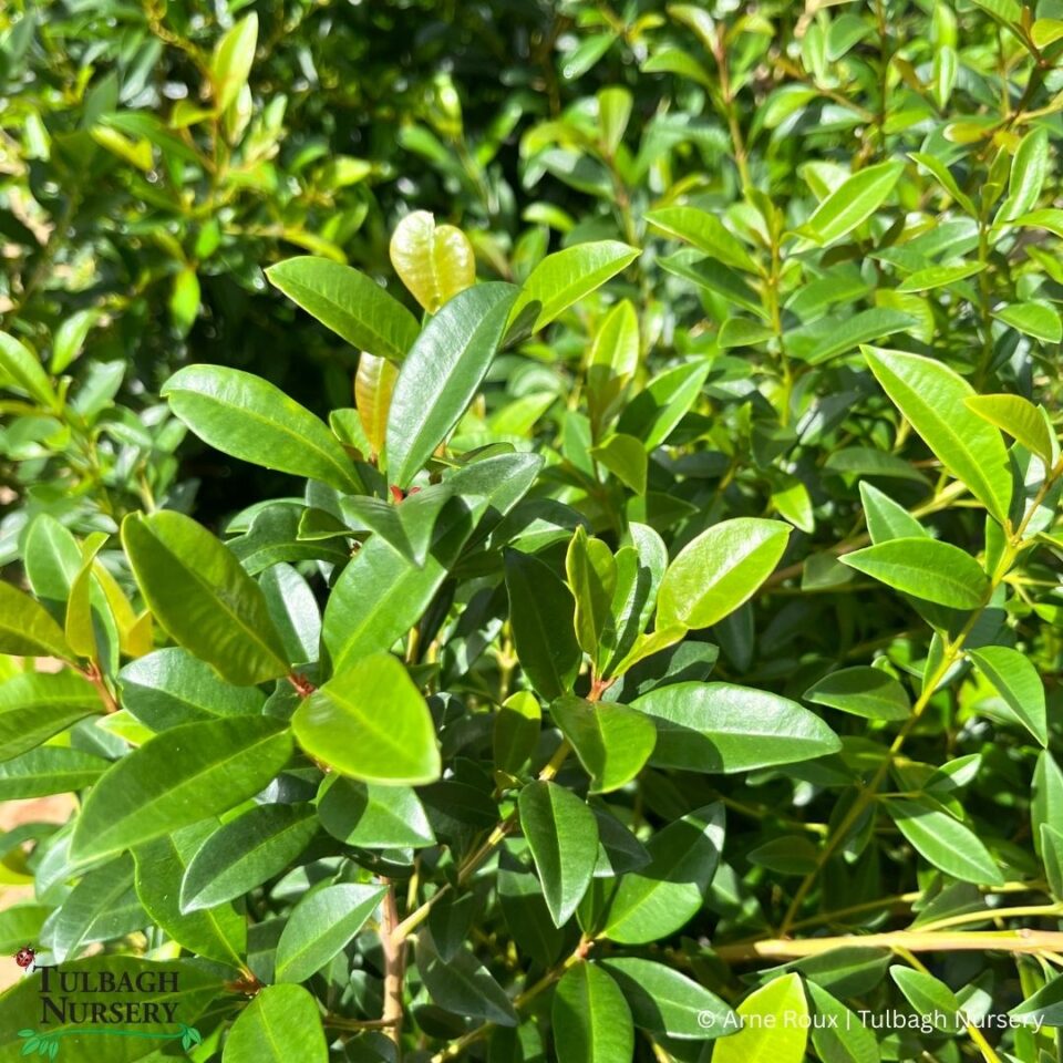 tulbagh-nursery-syzygium-paniculatum-eugenia-lollipop
