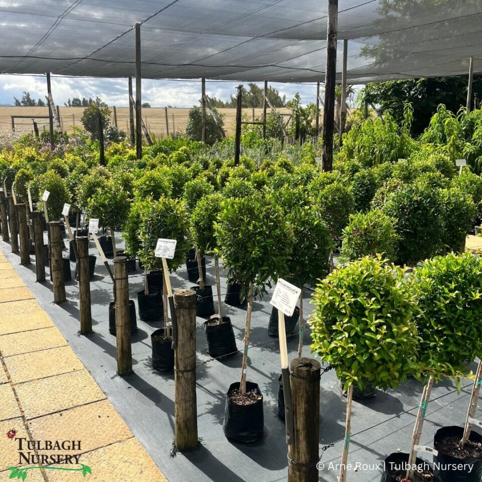 tulbagh-nursery-syzygium-paniculatum-eugenia-lollipop