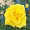 tulbagh-nursery-friesia-floribunda-rose