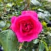 tulbagh-nursery-granny-delight-colorscape