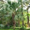 tulbagh-nursery-livistona-chinensis-chinese-fan-palm
