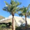 tulbagh-nursery-majesty-palm